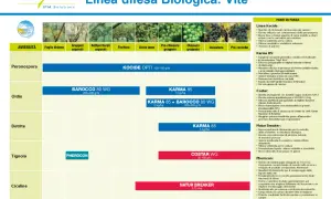 Grafico delle fasi fenologiche della vite e dei trattamenti fitosanitari biologici per peronospora, oidio, botrite, tignola e cicaline.