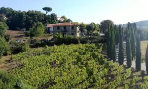 Vigneti rigogliosi sotto il sole, con una casa e filari di cipressi. Immagina il profumo del Fiano di Avellino DOCG che cresce qui.