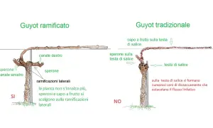 Confronto potatura vite: Guyot ramificato (SI) vs. tradizionale (NO). Il ramificato favorisce la crescita sui speroni laterali.