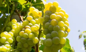 Grappoli maturi di uva Carricante Etna Bianco, pronti per essere trasformati in un vino bianco profumato.