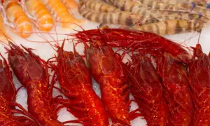 Un banco di freschi crostacei quali sono: gamberi rossi brillanti e gamberi tigrati, adagiati sul ghiaccio.