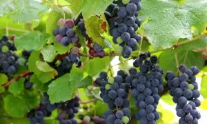 Grappoli di uva fragolina, alcuni ancora verdi, pendono da un tralcio bagnato dalla pioggia.