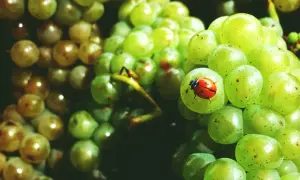 Coccinella su acini d'uva verde, segno di perfetta maturazione fenolica.