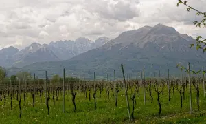 Vigneto con filari ordinati e montagne sullo sfondo. Immagina il profumo della malvasia di Bosa in questo paesaggio.