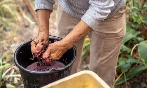 Mani che pigiano uva per fare vino biodinamico, un processo che rispetta la terra e le sue energie.