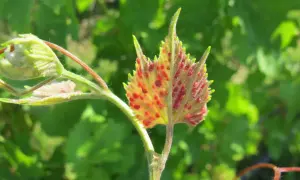Foglie di vite con macchie rosse, sintomo della fillossera.