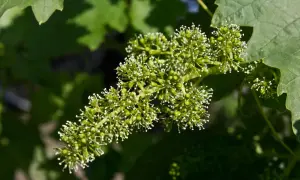 Grappolo di fiori di vite in fase di allegagione, con piccole bacche verdi che iniziano a formarsi.