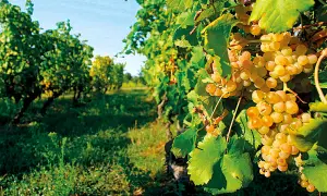Grappoli dorati di un vitigno autoctono maturo pendono da una vite rigogliosa, con un vigneto verdeggiante sullo sfondo.
