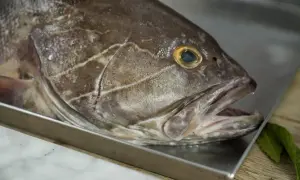 Primo piano di una cernia pesce su un vassoio metallico, con la bocca leggermente aperta e un occhio giallo brillante.