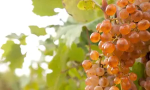 Grappoli di uva greco bianco matura, con sfumature dorate, pendono da un tralcio tra foglie verdi.