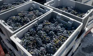 Casse piene di uva scura, pronte per creare un eccellente blend vino.