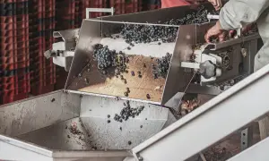 Uva scura cade su un nastro trasportatore, parte del processo di macerazione carbonica. Mani lavorano per selezionare i grappoli.