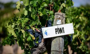 Grappoli di uva scura pendono da vitigni piwi, con un cartello che indica "PIWI" su un palo di legno.