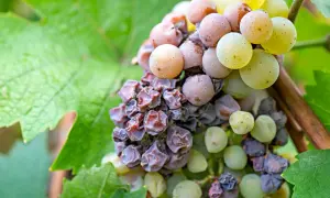 Grappolo d'uva con acini appassiti e alcuni ancora succosi, un preludio al dolce vino muffato.