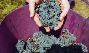 Mani che raccolgono grappoli d'uva blu scuro, pronti per essere versati in un cesto viola. Il momento perfetto quando si raccoglie l'uva.