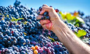 Mano che schiaccia grappoli di acini d'uva maturi, liberando il succo rosato. Un mare di acini d'uva viola e rossi fa da sfondo.