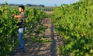 Un vignaiolo lavora tra i filari, un'immagine che evoca la passione e la dedizione delle cantine sociali.
