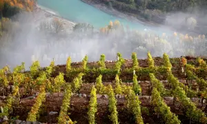 Vigneti terrazzati su un pendio ripido, con un fiume turchese e nebbia sullo sfondo. Un esempio di viticoltura eroica.