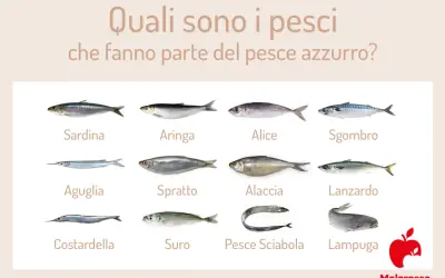 Dodici tipi di pesce azzurro: sardina, aringa, alice, sgombro, aguglia, sprato, alaccia, lanzardo, costardella, suro, pesce sciabola e lampuga.
