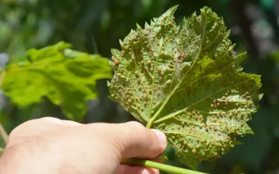 Foglia di vite colpita dalla fillossera, mostrando piccole galle rosse e gialle sulla sua superficie.