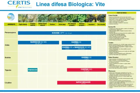 Grafico delle fasi fenologiche della vite e dei trattamenti fitosanitari biologici per peronospora, oidio, botrite, tignola e cicaline.