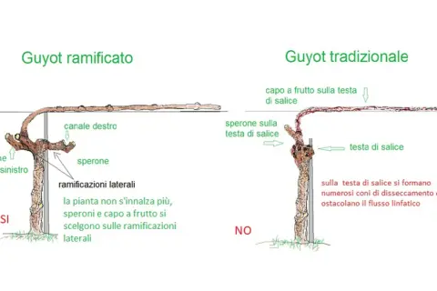Confronto potatura vite: Guyot ramificato (SI) vs. tradizionale (NO). Il ramificato favorisce la crescita sui speroni laterali.