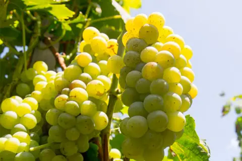 Grappoli maturi di uva Carricante Etna Bianco, pronti per essere trasformati in un vino bianco profumato.