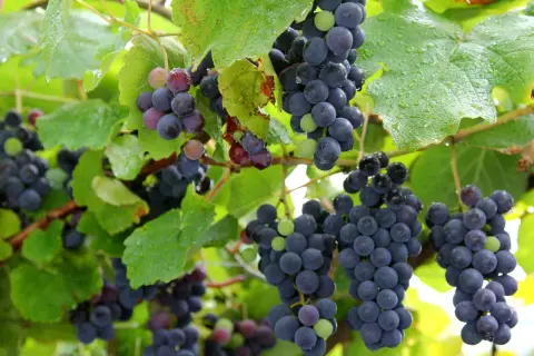 Grappoli di uva fragolina, alcuni ancora verdi, pendono da un tralcio bagnato dalla pioggia.