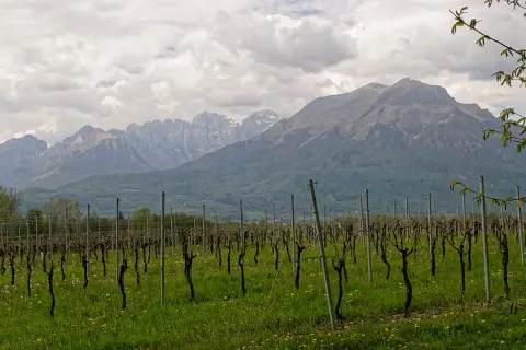 Vigneto con filari ordinati e montagne sullo sfondo. Immagina il profumo della malvasia di Bosa in questo paesaggio.