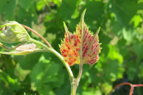Foglie di vite con macchie rosse, sintomo della fillossera.