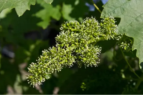 Grappolo di fiori di vite in fase di allegagione, con piccole bacche verdi che iniziano a formarsi.