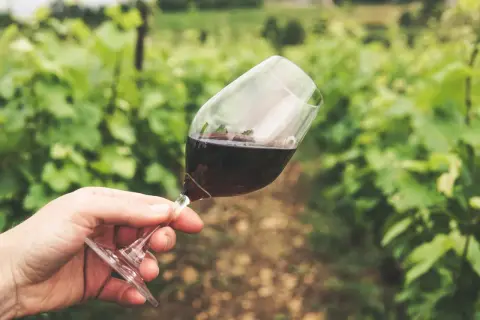 Un bicchiere di vino rosso in una vigna, un assaggio di dove è nato il vino.