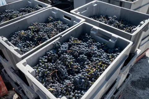 Casse piene di uva scura, pronte per creare un eccellente blend vino.