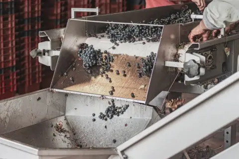 Uva scura cade su un nastro trasportatore, parte del processo di macerazione carbonica. Mani lavorano per selezionare i grappoli.