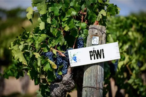 Grappoli di uva scura pendono da vitigni piwi, con un cartello che indica "PIWI" su un palo di legno.