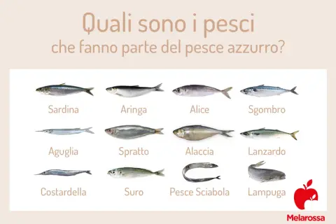 Dodici tipi di pesce azzurro: sardina, aringa, alice, sgombro, aguglia, sprato, alaccia, lanzardo, costardella, suro, pesce sciabola e lampuga.