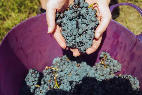 Mani che raccolgono grappoli d'uva blu scuro, pronti per essere versati in un cesto viola. Il momento perfetto quando si raccoglie l'uva.