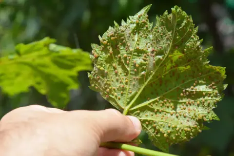 Foglia di vite colpita dalla fillossera, mostrando piccole galle rosse e gialle sulla sua superficie.