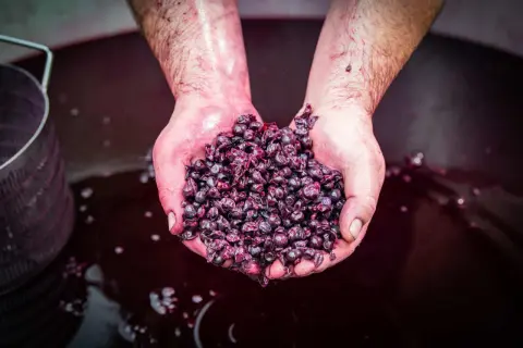 Mani sporche di mosto, con un pugno di uve rosse, pronte per il Montepulciano d'Abruzzo, dove si trova la vera essenza del vino.