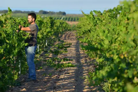 Un vignaiolo lavora tra i filari, un'immagine che evoca la passione e la dedizione delle cantine sociali.