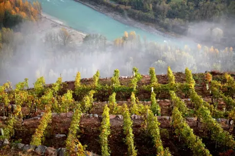 Vigneti terrazzati su un pendio ripido, con un fiume turchese e nebbia sullo sfondo. Un esempio di viticoltura eroica.
