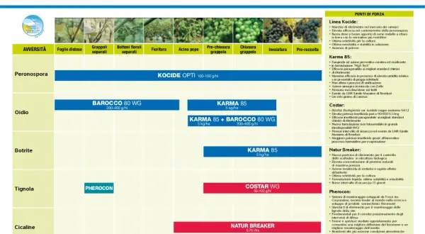 Grafico delle fasi fenologiche della vite e dei trattamenti fitosanitari biologici per peronospora, oidio, botrite, tignola e cicaline.