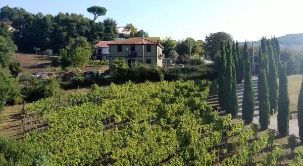 Vigneti rigogliosi sotto il sole, con una casa e filari di cipressi. Immagina il profumo del Fiano di Avellino DOCG che cresce qui.