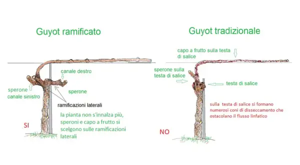 Confronto potatura vite: Guyot ramificato (SI) vs. tradizionale (NO). Il ramificato favorisce la crescita sui speroni laterali.