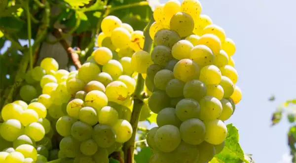 Grappoli maturi di uva Carricante Etna Bianco, pronti per essere trasformati in un vino bianco profumato.