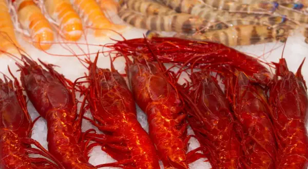 Un banco di freschi crostacei quali sono: gamberi rossi brillanti e gamberi tigrati, adagiati sul ghiaccio.