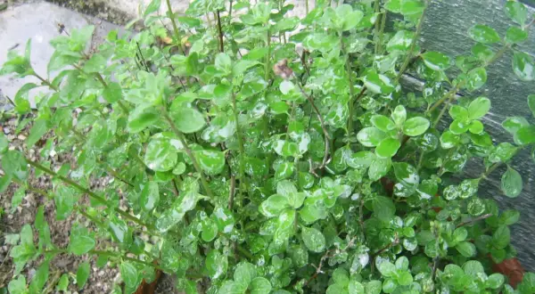 Un cespuglio rigoglioso di maggiorana in cucina, con foglie verdi brillanti e gocce d'acqua. Perfetta per insaporire i tuoi piatti.