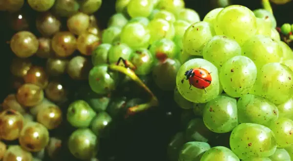 Coccinella su acini d'uva verde, segno di perfetta maturazione fenolica.
