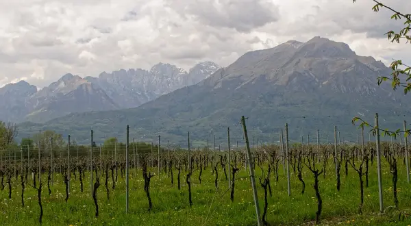 Vigneto con filari ordinati e montagne sullo sfondo. Immagina il profumo della malvasia di Bosa in questo paesaggio.