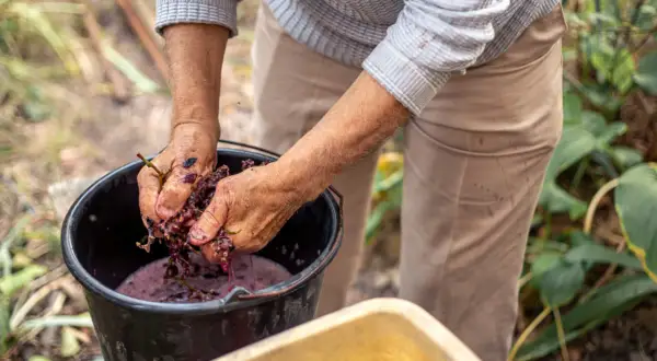 Mani che pigiano uva per fare vino biodinamico, un processo che rispetta la terra e le sue energie.